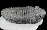 Large Drotops Trilobite With Great Eyes #41822-2